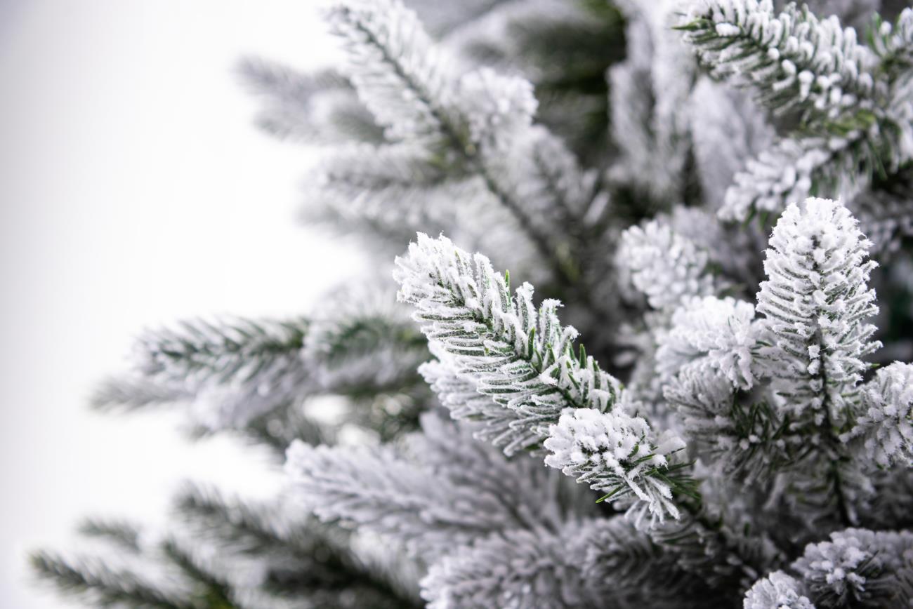 7ft Plain Oregon Pine Christmas Tree