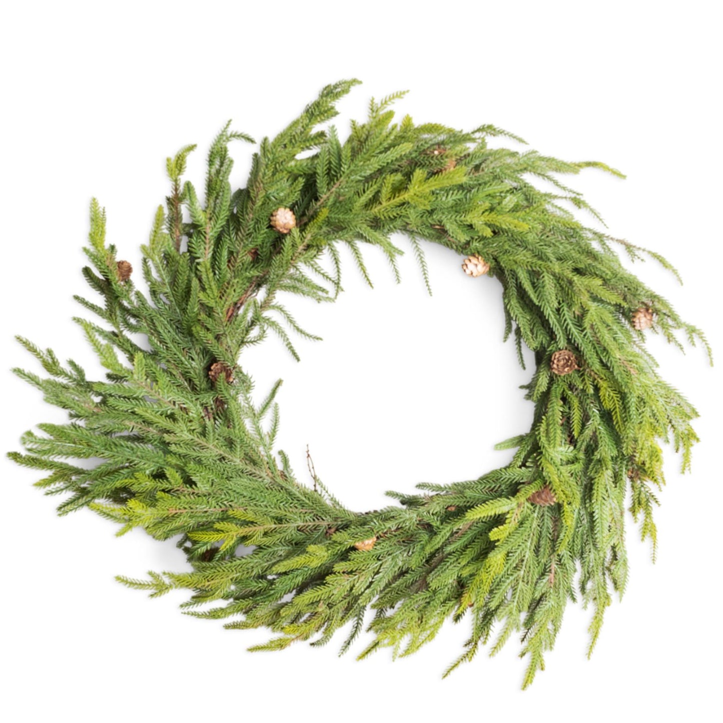 80 ARAUCARIA WITH MINI PINE CONES WREATH
