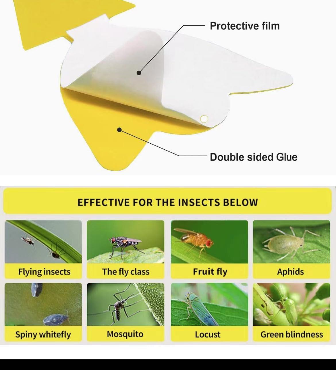 Fruit Fly Traps Double Sided Pack of 30 Yellow