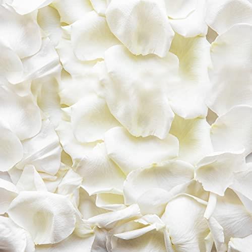 200 Ivory Silk Rose Petals