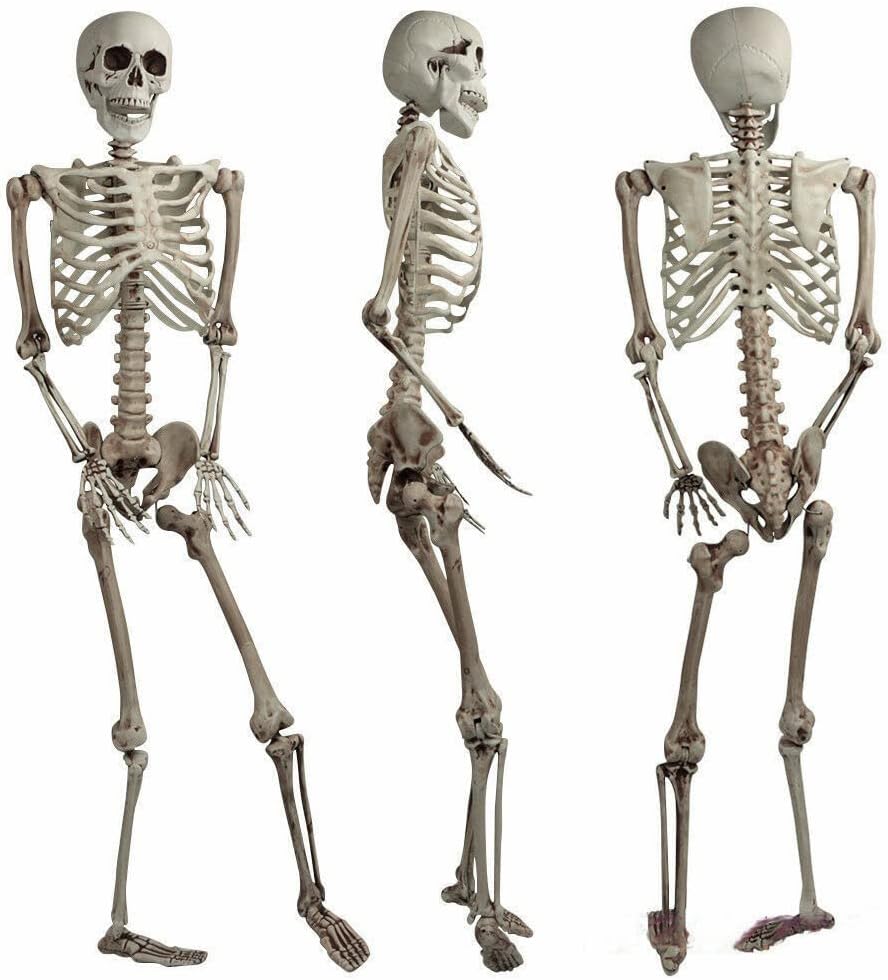 165cm Halloween Poseable Skeleton Decoration - Life Size Party Decor